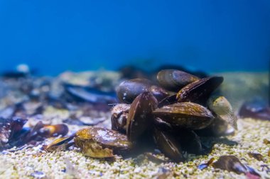 ortak midye birlikte grup sualtı, doğa deniz arka plan