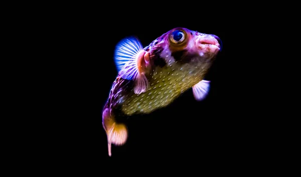 Peixe Sardento Porco Espinho Isolado Fundo Preto Animal Estimação Aquário — Fotografia de Stock