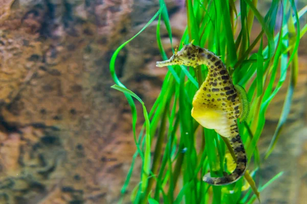 Großer Bauch Seepferdchen Makro Nahaufnahme Gelbe Farbe Mit Schwarzen Flecken — Stockfoto