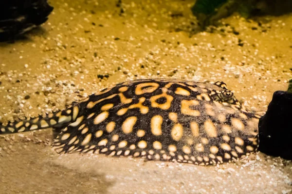 Black stingray laying on the bottom, camouflaged in the sand, tropical aquarium pet from brazil — Stock Image Black Stingray Laying Bottom Camouflaged Sand Tropical Aquarium Pet Brazil Stock Picture
