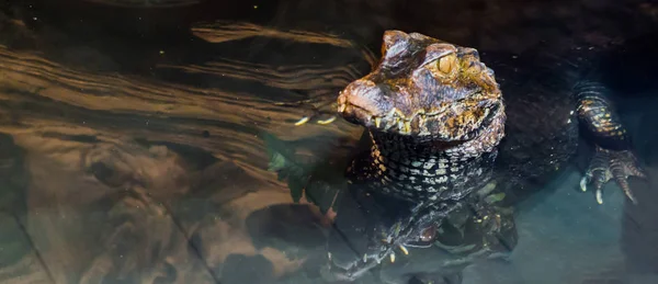 Closeup Juvenile Dwarf Caiman Crocodile Laying Water Tropical Alligator America — Stock Photo, Image