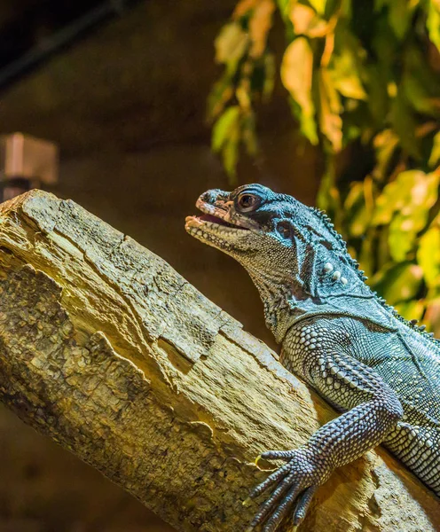 Zbliżenie Jaszczurki Żaglowca Amboina Siedzącej Gałęzi Tropikalna Iguana Indonezji — Zdjęcie stockowe