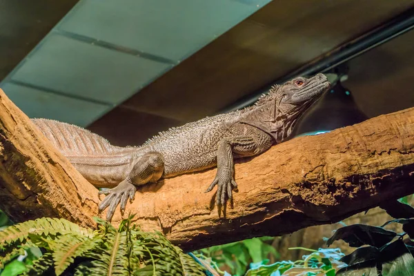 Herpetoculture Closeup Μιας Σαύρας Amboina Πανί Fin Τροπικό Terrarium Κατοικίδιο — Φωτογραφία Αρχείου