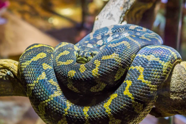 黄色と黒の枝に蛇を巻き上げ熱帯性爬虫類のクローズアップ — ストック写真