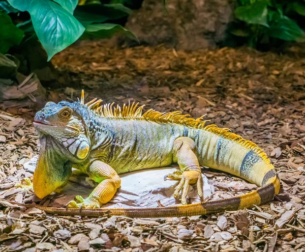 色彩艳丽的鬣蜥 有带条纹的尾巴和胡子 黄色棕色橙色 受欢迎的热带宠物来自美国 美丽的特写肖像 — 图库照片