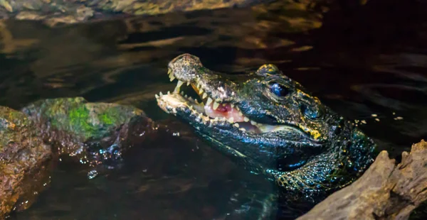 herpetoculture, feeding a dwarf caiman alligator some meat, crocodile eating food, face of a crocodile above the water