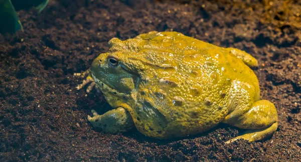 Afrika 'dan gelen büyük tropikal amfibiğin kurbağa tarafından çekilmiş fotoğrafı.