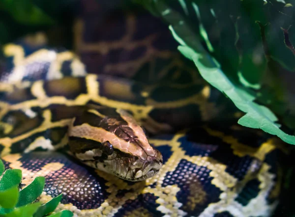 アジアの熱帯性ヘビ脆弱な種と密接に顔を合わせ — ストック写真