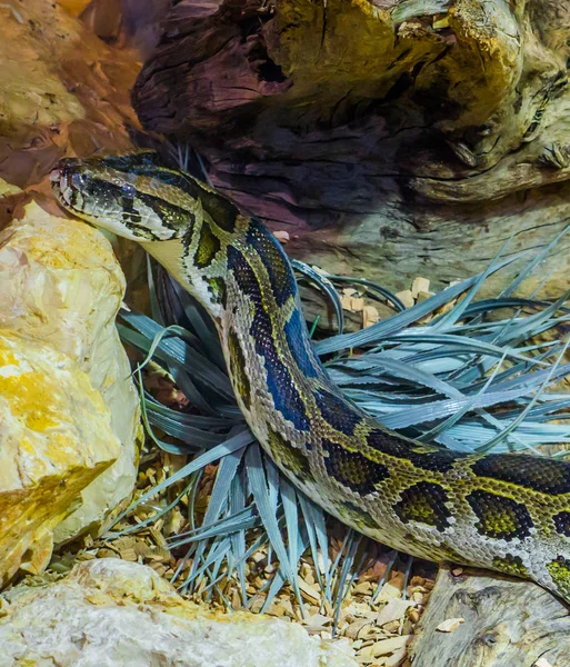いくつかの岩や蛇の種の近くを這うビルマのパイソン — ストック写真
