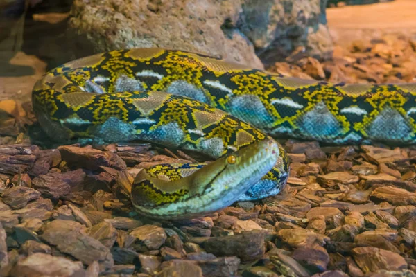 黄色と茶色の網状の Python クローズ アップ アジアから人気の高い蛇の蛇頭に忍び寄る — ストック写真