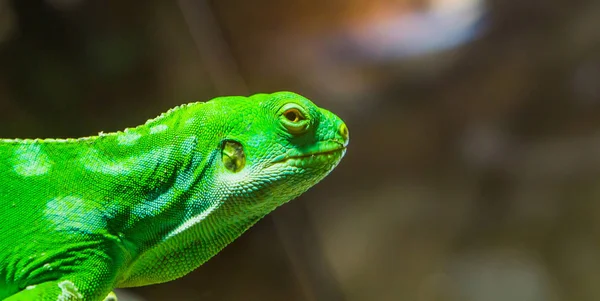 緑のフィジーに囲まれたイグアナの顔は ぼやけた背景に隔離され フィジー諸島からの絶滅の危機に瀕した熱帯トカゲ — ストック写真