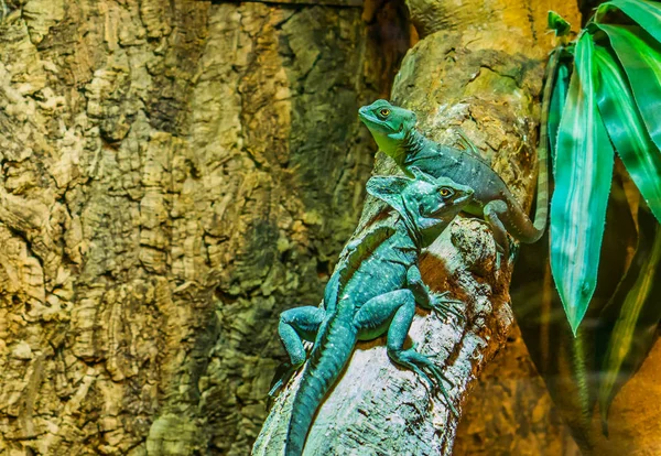 木の枝に座っている男性と女性の緑の配管されたバジリスク アメリカからの熱帯トカゲ — ストック写真
