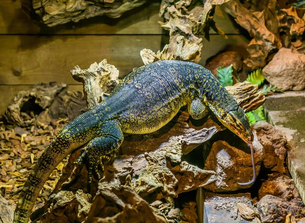 亚洲的水监测器伸出舌头 来自亚洲的大型热带蜥蜴 — 图库照片