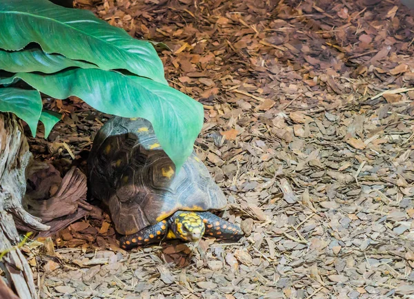 Rode Footed Schildpad Leggen Onder Een Groen Blad Tropische Bedreigde — Stockfoto