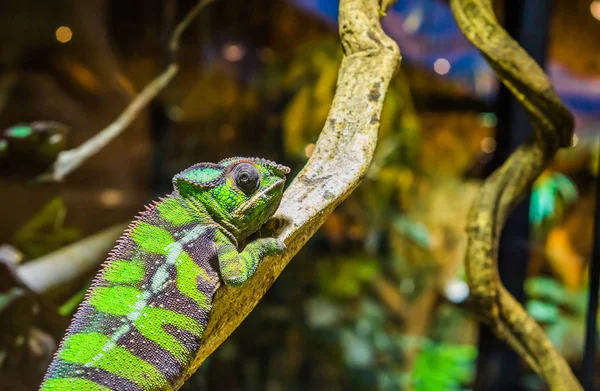 Zbliżenie Zabawnego Kameleona Pantery Gałęzi Drzewa Tropikalna Iguana Madagaskaru — Zdjęcie stockowe