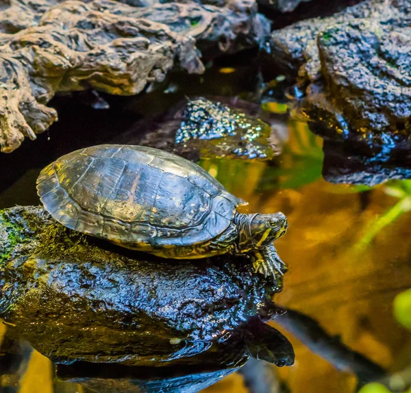 Primer Plano Una Tortuga Deslizante Cumberland Una Roca Lado Del — Foto de Stock