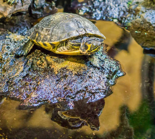 Nahaufnahme Einer Gelbbauchschildkröte Auf Einem Felsen Beliebtes Reptil Haustier Aus — Stockfoto