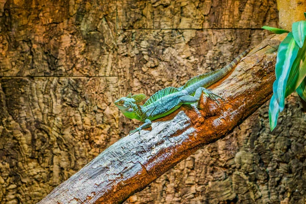 출신의 파충류인 헬무트 도마뱀이 나뭇가지에 주머니쥐의 — 스톡 사진