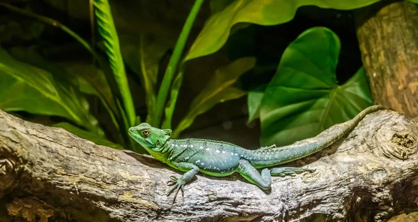 近くの木の枝にメスの緑がバジリスクを落としヘルメットトカゲアメリカの熱帯爬虫類のペット — ストック写真