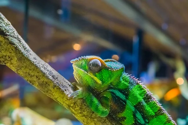 가지에 계절풍 카멜레온의 녹색과 색으로 이구아나 자동차에서 나오는 파충류 — 스톡 사진