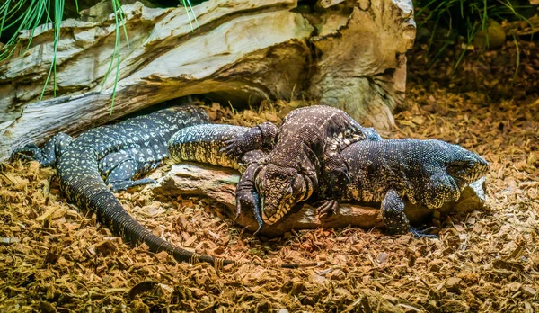 Hüllő Család Fekete Fehér Óriás Tegus Együtt Tegu Feküdt Tetején — Stock Fotó