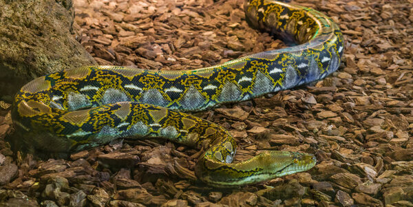 brown and yellow reticulated python crawling over the ground, popular big snake from Asia