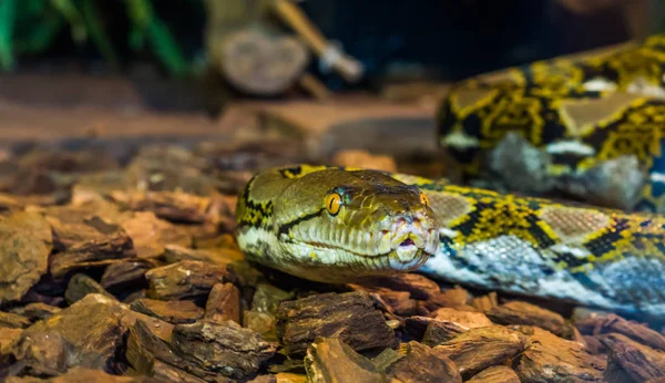 目が黄色 茶色と黄色の蛇の顔 アジアから人気の爬虫類で クローズアップで繰り返しパイソンの頭 — ストック写真