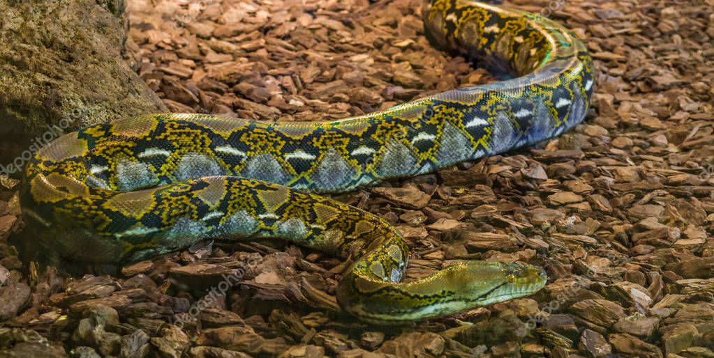 pitón reticulado marrón y amarillo arrastrándose por el suelo, popular