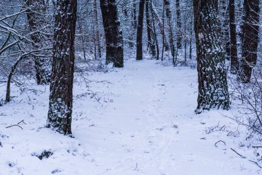 güzel ağaç gövde kompozisyon bir beyaz karlı orman manzara, Hollandalı woods, yol ve beyaz karla kaplı ağaçlar çok oy alan