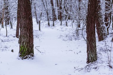 Snowy orman yolu ile ağaç gövdeleri, kış sezonunda Hollanda orman Rucphen, Hollanda