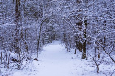 dalları, kış sezonu ormanın Hollanda Avrupa bir ormanın içinde bir sürü beyaz karlı orman yolu