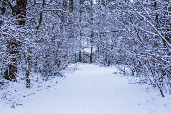 karlı vahşi orman manzara, ormanın içinde kar, ağaç dalları, kış sezonu arka plan ile orman yolu kapalı