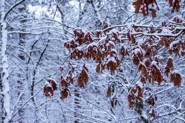 Гілка Великого Дерева Повна Коричневого Дуба Покритого Снігом Зимовий Сезон — стокове фото