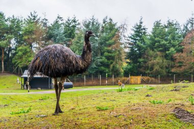 dikey emu duran bir çim mera, komik ve büyük uçamayan kuş kimden Avustralya