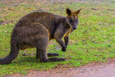 closeup of a swamp wallaby, portrait of a kangaroo from Australia clipart
