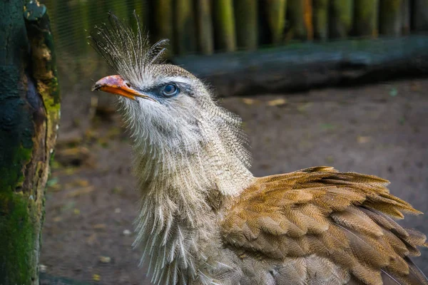 Primo Piano Cariama Crestato Bellissimo Uccello Tropicale Dell Amazzonia Del — Foto Stock