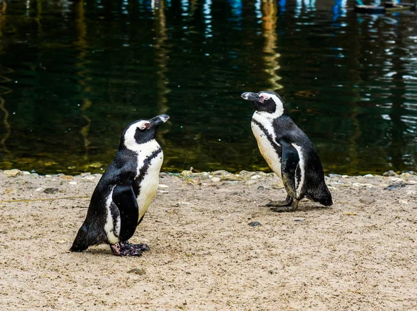 Composición Dos Pingüinos Africanos Pie Lado Del Agua Pasando Uno — Foto de Stock