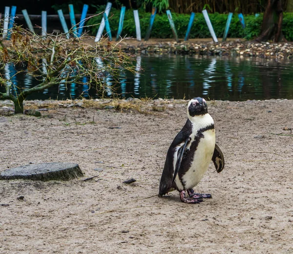 African penguin standing at the water side, a endangered bird specie from the coast of Africa