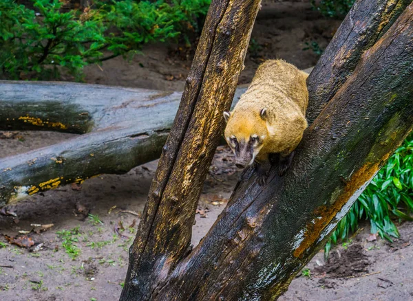 Coati Sudamericano Sentado Árbol Mapache Tropical América —  Fotos de Stock