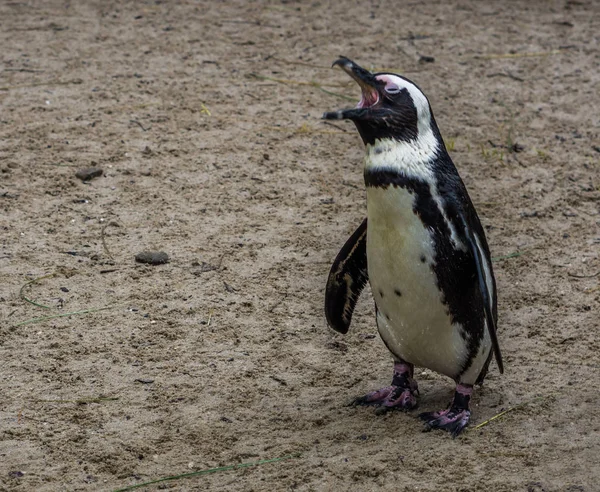 Retrato Divertido Pingüino Africano Abriendo Pico Gritando Especie Ave Peligro —  Fotos de Stock