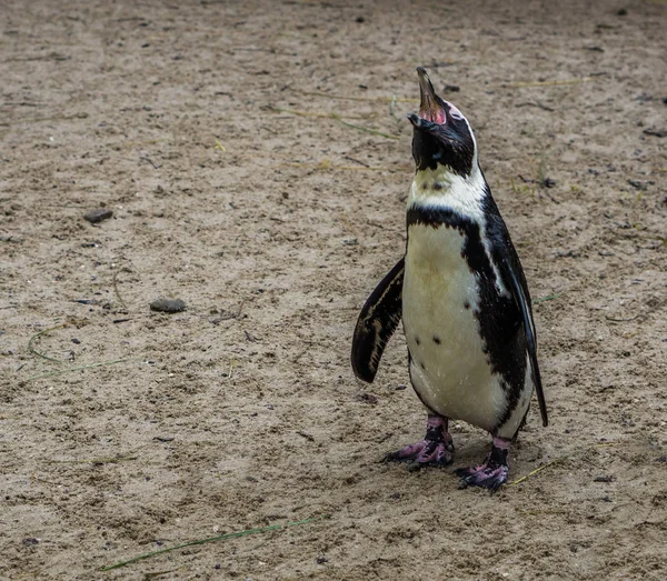 Pingüino Africano Abriendo Pico Gritando Divertido Retrato Animal Una Especie — Foto de Stock