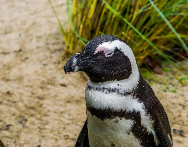 Pingüino Africano Primer Plano Con Cabeza Retrato Ave Acuática Peligro —  Fotos de Stock