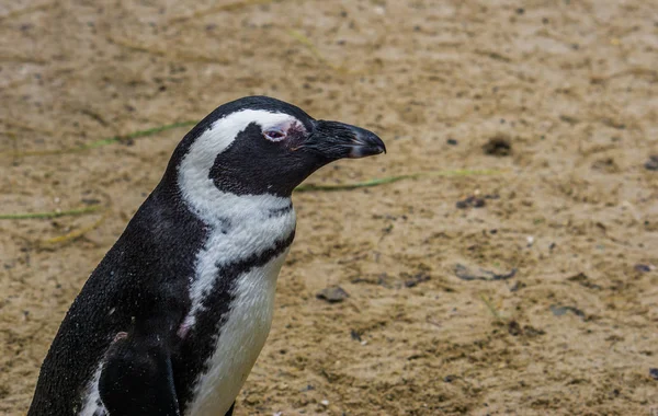 Zbliżenie Portret Afrykańskiego Pingwina Zagrożonego Gatunku Ptaków Wybrzeża Afryki — Zdjęcie stockowe