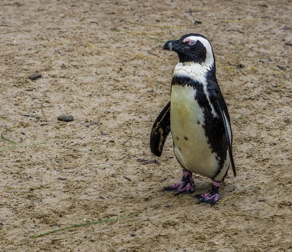 Retrato Pingüino Africano Pie Stand Especie Ave Peligro Extinción Costa —  Fotos de Stock