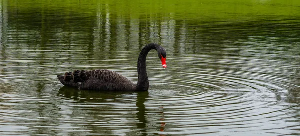 Beautiful Black Swan Floating Water Big Waterbird Australia — Stock Photo, Image