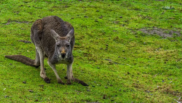Wallaby Bennett Grama Olhando Para Câmera Retrato Canguru Austrália — Fotografia de Stock