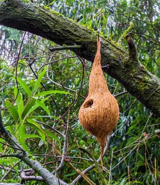 handcrafted bird house made out of a coconut, creative garden decoration