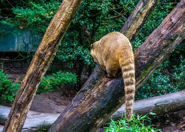 アメリカの低地からやって来た熱帯雨林の尾のコアティの後ろには — ストック写真