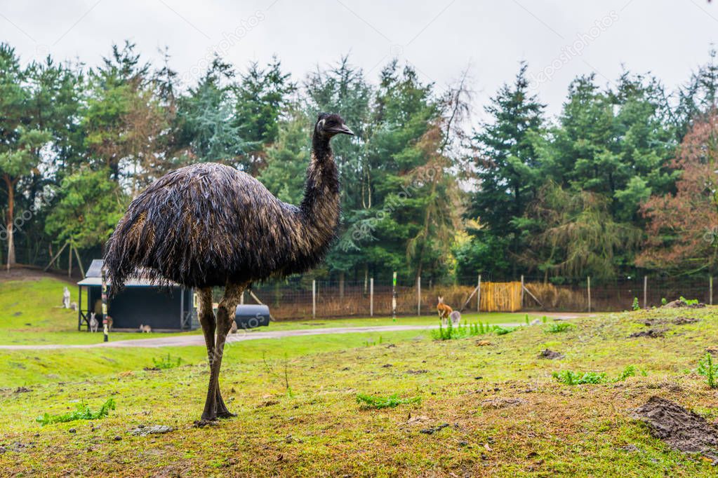 portrait of a emu standing in a grass pasture, funny and big flightless bird from Australia