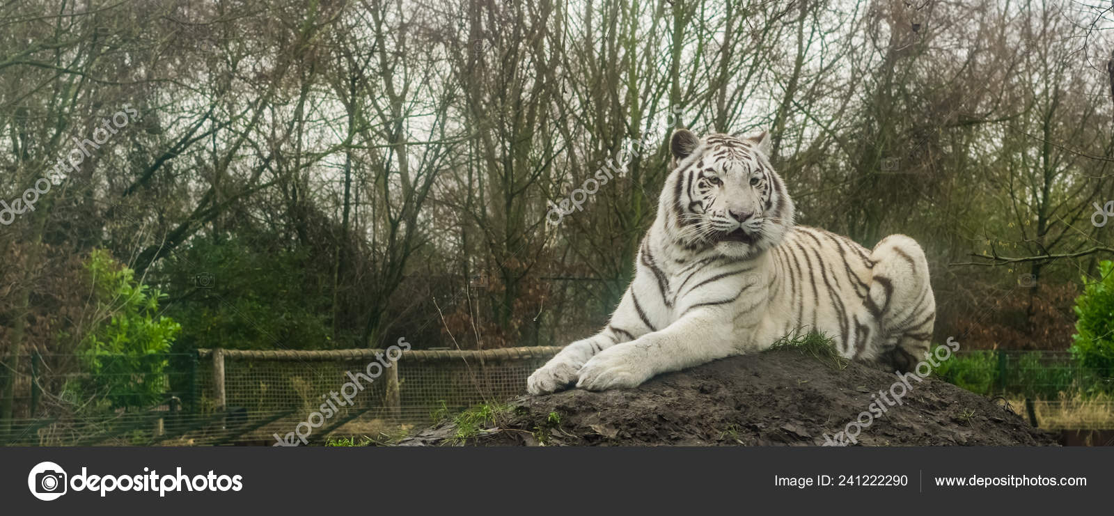 Tigre Blanc Couché Sur Tas Sable Variation Couleur Pigment